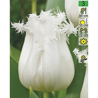 Семена цветов Holland Bulb Market Тюльпан Honeymoon (2 шт)