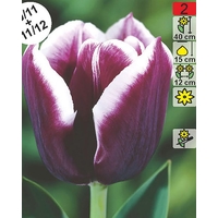 Семена цветов Holland Bulb Market Тюльпан Alexander Pushkin (2 шт)