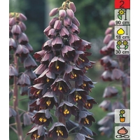 Семена цветов Holland Bulb Market Рябчик императорский Persica (1 шт)