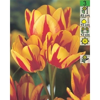 Семена цветов Holland Bulb Market Тюльпан Colour Spectacle (2 шт)