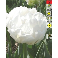 Семена цветов Holland Bulb Market Тюльпан Up White (2 шт)