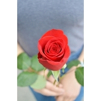Цветы, букеты Storroz Роза Freedom 60 см (красный)