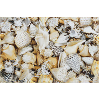 Керамическая плитка Opoczno Nizza Shells A 450x300 [50104]