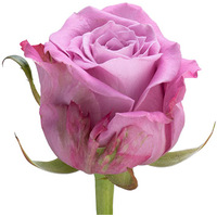 Цветы, букеты Цветы поштучно Роза Maritim 80 см