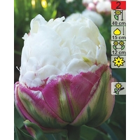 Семена цветов Holland Bulb Market Тюльпан Double Polar (2 шт)