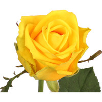 Цветы, букеты Цветы поштучно Роза Пенни Лейн (Penny Lane) желтая 90 см