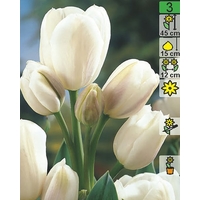 Семена цветов Holland Bulb Market Тюльпан Weisse Berliner (2 шт)