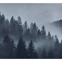 Фотообои Vimala Серый лес 270x300