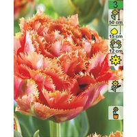 Семена цветов Holland Bulb Market Тюльпан Sensual Touch (2 шт)