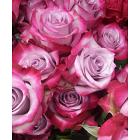 Цветы, букеты Цветы поштучно Роза Дип Перпл (Deep Purple) 70 см