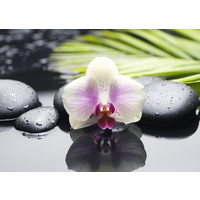 Керамическая плитка BELANI Декор Орхидея 2 фисташковый 350х250