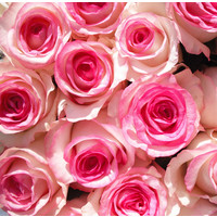 Цветы, букеты Цветы поштучно Роза Дольче Вита (Dolce Vita) 70 см