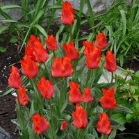 Семена цветов Holland Bulb Market Тюльпан Ред Райдинг Худ (3 шт)