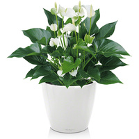 Комнатное растение Lechuza Антуриум Чемпион Белый + Classico LS 21