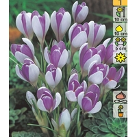 Семена цветов Holland Bulb Market Крокус Vanguard (3 шт)