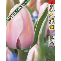 Семена цветов Holland Bulb Market Тюльпан Design Impression (2 шт)
