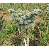  Интивиторг Ель колючая Nana (Picea pungens) С3, привитая