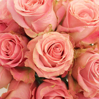 Цветы, букеты Цветы поштучно Роза Хермоза (Hermosa) 70 см