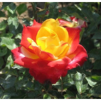  Красный клен Роза чайно-гибридная Giscours (70-100 см)