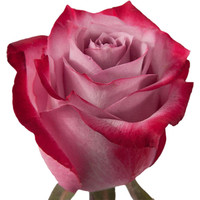 Цветы, букеты Цветы поштучно Роза Дип Перпл (Deep Purple) 70 см