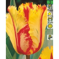 Семена цветов Holland Bulb Market Тюльпан Parrot Gold (2 шт)