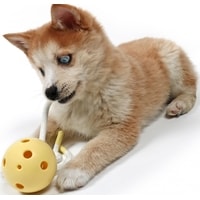 Игрушка для собак EBI Petit Milo 309/449486