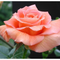  Красный клен Роза чайно-гибридная Betina (70-100 см)