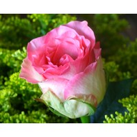  Zelensad Роза чайно-гибридная Малибу