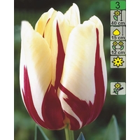 Семена цветов Holland Bulb Market Тюльпан World Expression (2 шт)