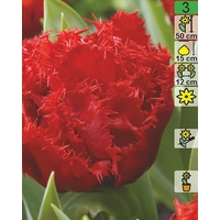 Семена цветов Holland Bulb Market Тюльпан Lion King (2 шт)