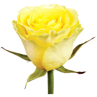 Цветы, букеты Цветы поштучно Роза Ilios 70 см
