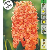 Семена цветов Holland Bulb Market Гиaцинт Gipsy Queen (1 шт)