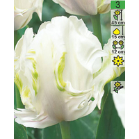 Семена цветов Holland Bulb Market Тюльпан White Parrot (2 шт)