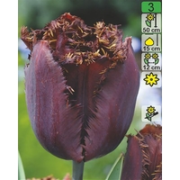 Семена цветов Holland Bulb Market Тюльпан Black Jewel (2 шт)