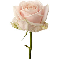 Цветы, букеты Цветы поштучно Роза Свит Аваланж (Sweet Avalanche) 60 см