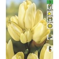 Семена цветов Holland Bulb Market Тюльпан Hans Dietrich Gencher (2 шт)