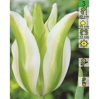 Семена цветов Holland Bulb Market Тюльпан White Spring Green (2 шт)
