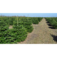 Пихта Nordictrees Пихта Нордмана Premium Extra 3 - 3.5 м