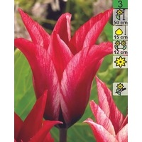 Семена цветов Holland Bulb Market Тюльпан Lily Chic (2 шт)