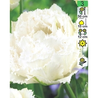 Семена цветов Holland Bulb Market Тюльпан Snow Crystal (2 шт)