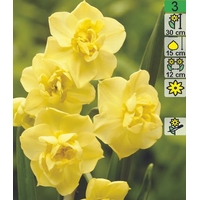 Семена цветов Holland Bulb Market Нарцисс Yellow Cheerfulness (2 шт)
