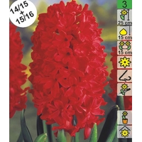 Семена цветов Holland Bulb Market Гиaцинт Jan Bos (1 шт)