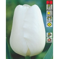 Семена цветов Holland Bulb Market Тюльпан White Prince (2 шт)