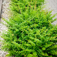  Красный клен Барбарис Тунберга Green Carpet (15-20см)