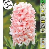 Семена цветов Holland Bulb Market Гиaцинт China Pink (1 шт)