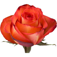 Цветы, букеты Цветы поштучно Роза Хай Оранж (High Orange) 80 см