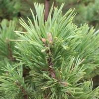  Интивиторг Сосна горная (Pinus mugo var. pumilio) С3 70 см