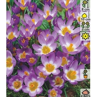 Семена цветов Holland Bulb Market Крокус Sieberi Tricolor (4 шт)