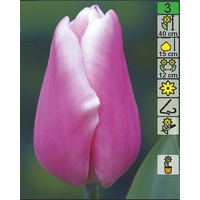Семена цветов Holland Bulb Market Тюльпан Jumbo Beauty (2 шт)
