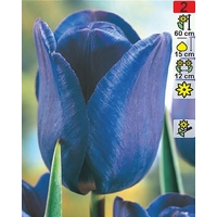 Семена цветов Holland Bulb Market Тюльпан Bleu Aimable (2 шт)